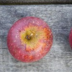 3 Äpfel Ingried Marie