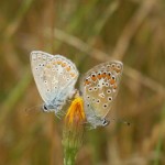 Schmetterlingspaarung - Lycaenidae