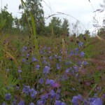 Rundblüttrige Glockenblume - Campanula rotundifolia