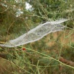 Spinnennetz in Spargelpflanze