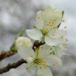 Pflaumenblüte - Prunus domestica
