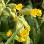 schlüsselblume - Primula