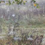 Spinnennetze im Rainfarn