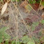 Baldachin - Spinnennetz