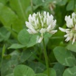Weissklee - Trifolium repens